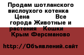 Продам шотланского вислоухого котенка › Цена ­ 10 000 - Все города Животные и растения » Кошки   . Крым,Ферсманово